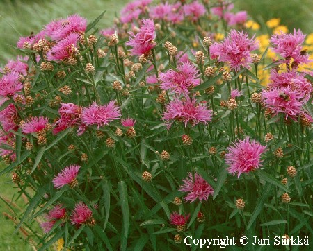 Centaurea jacea